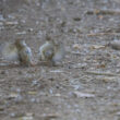 Bouscarles de Cetti